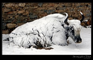 Snow-covered yak, in Rongbuk, Tibet, near Everest