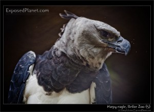 Harpy Eagle, the largest eagle in the world. (c) Harry Kikstra, ExposedPlanet.com