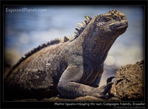 Marine Iguana in the Galapagos Islands, Ecuador. (c) Harry Kikstra, ExposedPlanet.com